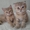 Шотландские короткошерстные котята #26467