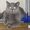 Продам недорого британских котят - Изображение #9, Объявление #214421
