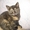 Продам недорого британских котят - Изображение #6, Объявление #214421