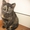 Продам недорого британских котят - Изображение #7, Объявление #214421