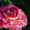 Саженцы привитых роз - Изображение #3, Объявление #303289