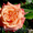 Саженцы привитых роз - Изображение #2, Объявление #303289