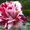 Саженцы привитых роз - Изображение #1, Объявление #303289