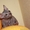 Продается породистый котенок Донского сфинкса - Изображение #1, Объявление #380120