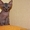 Продается породистый котенок Донского сфинкса - Изображение #2, Объявление #380120