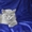 Продаются британские котята голубые и кремовые. #418874