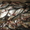 Рыба оптом речная - Изображение #2, Объявление #270957