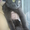 Найдена Темно-Серая кошка. Русская голубая #450655