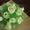 конфетно- цветочные букеты - Изображение #5, Объявление #545797