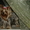 Продаются щенки йоркширского терьера, Ижевск - Изображение #3, Объявление #572386