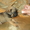 малый птибрабансон и брюссельский гриффон - Изображение #3, Объявление #624930