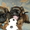 малый птибрабансон и брюссельский гриффон - Изображение #5, Объявление #624930