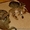Serval и Саванна котята Доступные - Изображение #2, Объявление #1031289