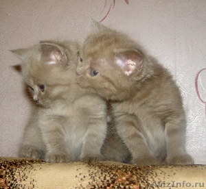 британские котята г. Глазов - Изображение #1, Объявление #113973