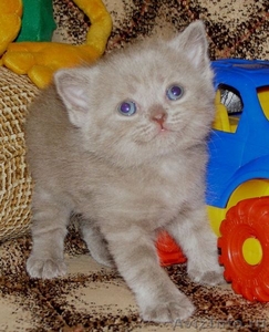 британские котята г. Глазов - Изображение #2, Объявление #113973