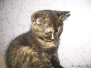 Продам недорого британских котят - Изображение #5, Объявление #214421