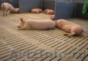 Щелевые полы бетонные для свиней - Изображение #1, Объявление #278219