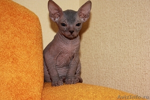 Продается породистый котенок Донского сфинкса - Изображение #2, Объявление #380120