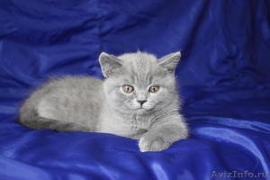 Продаются британские котята голубые и кремовые. - Изображение #1, Объявление #418874