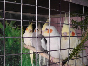 попугаи кореллы - Изображение #1, Объявление #418893