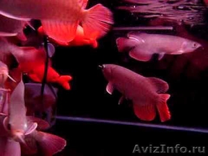 Великолепный Идеальный аквариум очаровательны arowana для продажи - Изображение #2, Объявление #495085