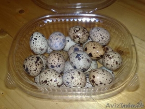 Яйца перепела (домашние) - Изображение #1, Объявление #515116