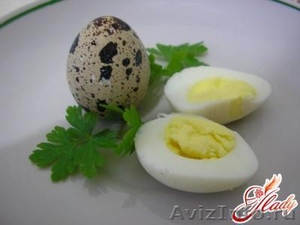 Перепелиное яйцо диетическое и инкубационное из домашнего хозяйства - Изображение #1, Объявление #755154