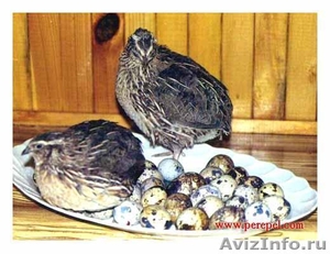 Инкубационные яйца перепелов - Изображение #1, Объявление #922566