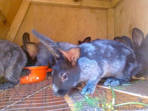 Кролики "сереребристые" - Изображение #1, Объявление #922564