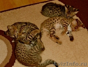 Serval и Саванна котята Доступные - Изображение #2, Объявление #1031289