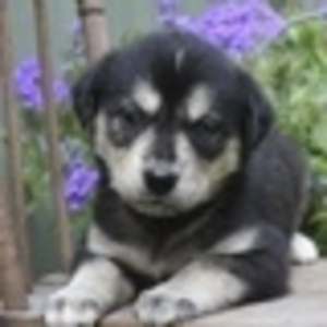 Siberian Husky for sale - Изображение #1, Объявление #1714281